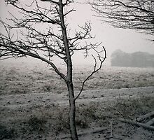 Thieves Wood IV by Jan Carlton