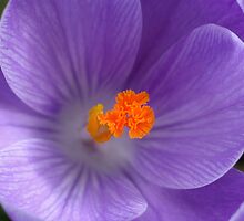 Brighter tomorrow by Gary Page