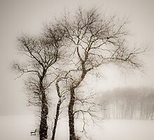 Whiteout at Colt Park by Jan Armor