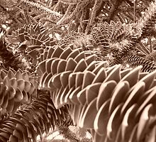 jardin des plantes Lille by William Lyszliewicz