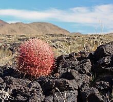Ferocactus on lava by Chris Clarke