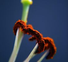 Reach Towards The Sun by Courtney Van Zuyen