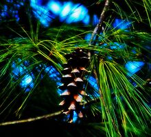Pine by solareclips~Julie Alexander