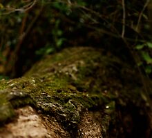 Secret Place by Bonnie Blanton