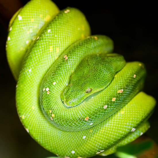 Green Boa