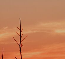 bushfire sunset by Rosina Lamberti