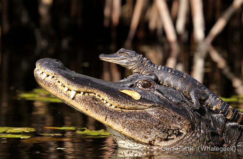 Gallery For Baby Crocodile With Mom