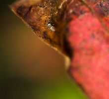 an insects world by Raymond Capozzi