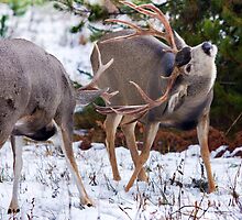 Mule Deer Buck Fight 3 by A.M. Ruttle