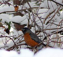 Pretty Robin Red Breast by rasnidreamer