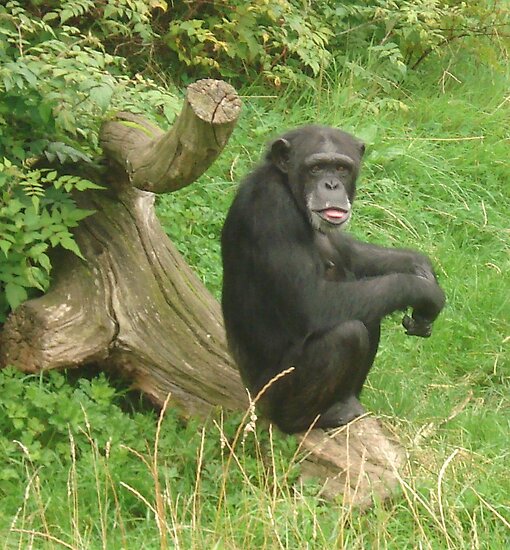 chimpanzee tongue