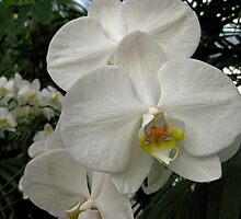 White Moth Orchid All About Flowers by Linda Miller Gesualdo
