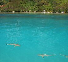 Multiple Black Tip Reef Sharks, Moorea by Tyler Core