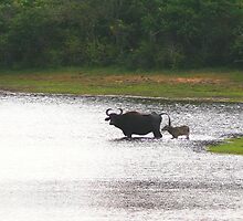 national park (sri-lanka) by KaterinaSam