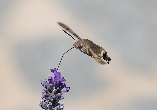 Bird Moth