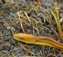 Slithering By by Michael Wolf