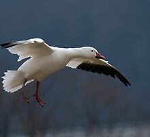 Snow Goose Flying by Michael Mill