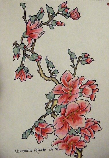 Cherry Blossom by Alexandra Felgate