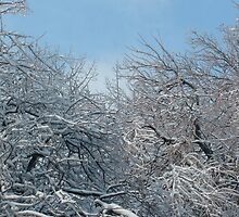 Ice Storm in Louisville 3 by qb4b88