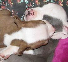 Sweet Dreams by Ginny York