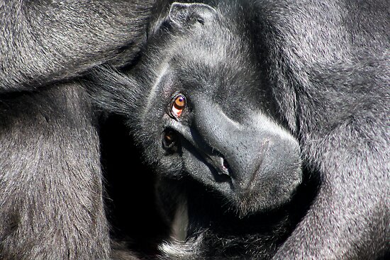 Black Crested Macaque