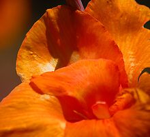 All About Flowers by Anne Smyth