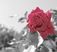 Red by MarieLouisexo