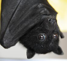 Australian Infant Black Fruit Bat by ivanwillsau