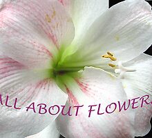 All About Flowers by jacqi