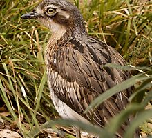Bush Thick Knee by Leanne Nelson