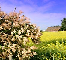 Sequim Summer ~ Olympic Peninsula, Washington by lanebrain photography