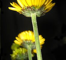 Beautiful colours...(All about flowers)....! by sendao