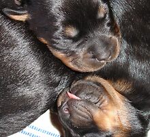 A Beautiful Dreamer - Rottweiler Puppies by taiche