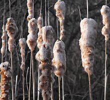 Spent Bullrush's by Les Wazny