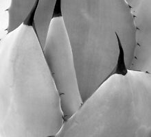 Desert Forms by dsa157
