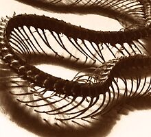 sine wave by lastgasp