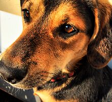 Evan - HDR by Sanguine