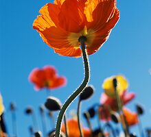 Tall Poppy by JoMann