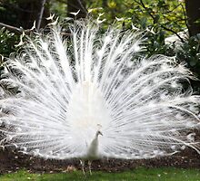 White Peacock displaying by Neil Ludford