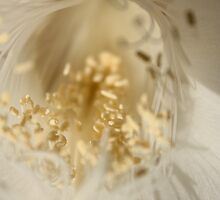 The inner workings by skyb