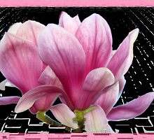 Pink Magnolia by LudaNayvelt