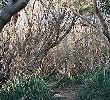 I have found a place where the hobbits are hiding... by Ivi Oo..pss.Unpronounceable