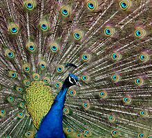 Peacock by Neil Ludford