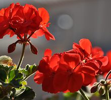 RED by Daniela Cifarelli