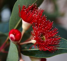 Red Flowering Gum by ivanwillsau