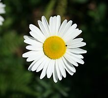 Quite Contrary, Miss Daisy by heidi-bee