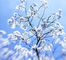 monday blossom by thinking-fish