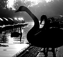 Swan Song by Shannon Mowling