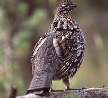 Grouse on Display by William C. Gladish