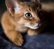 Newest member of my family by Alistair Wilson
